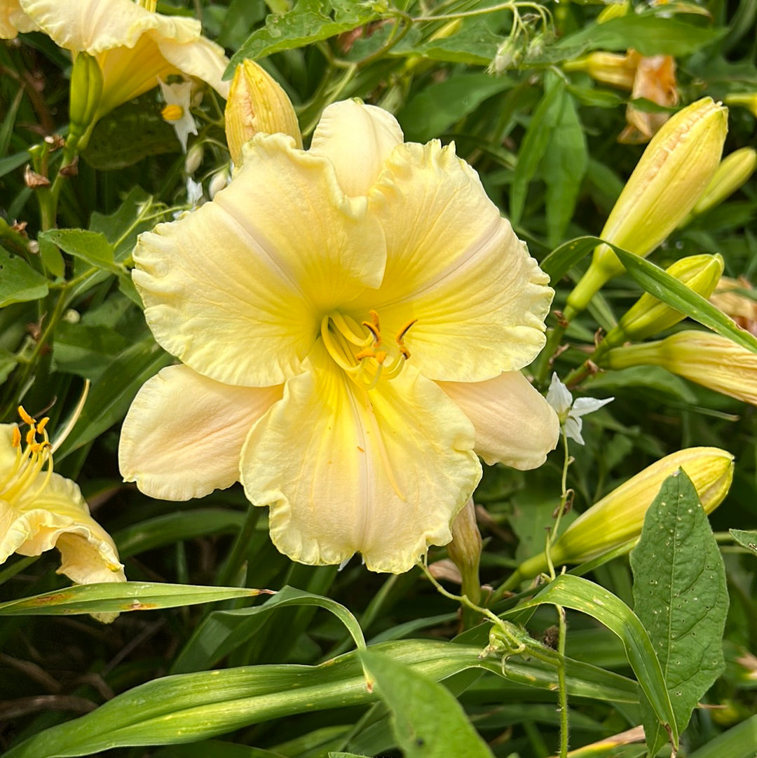 Heavens radiance, perennial Daylily