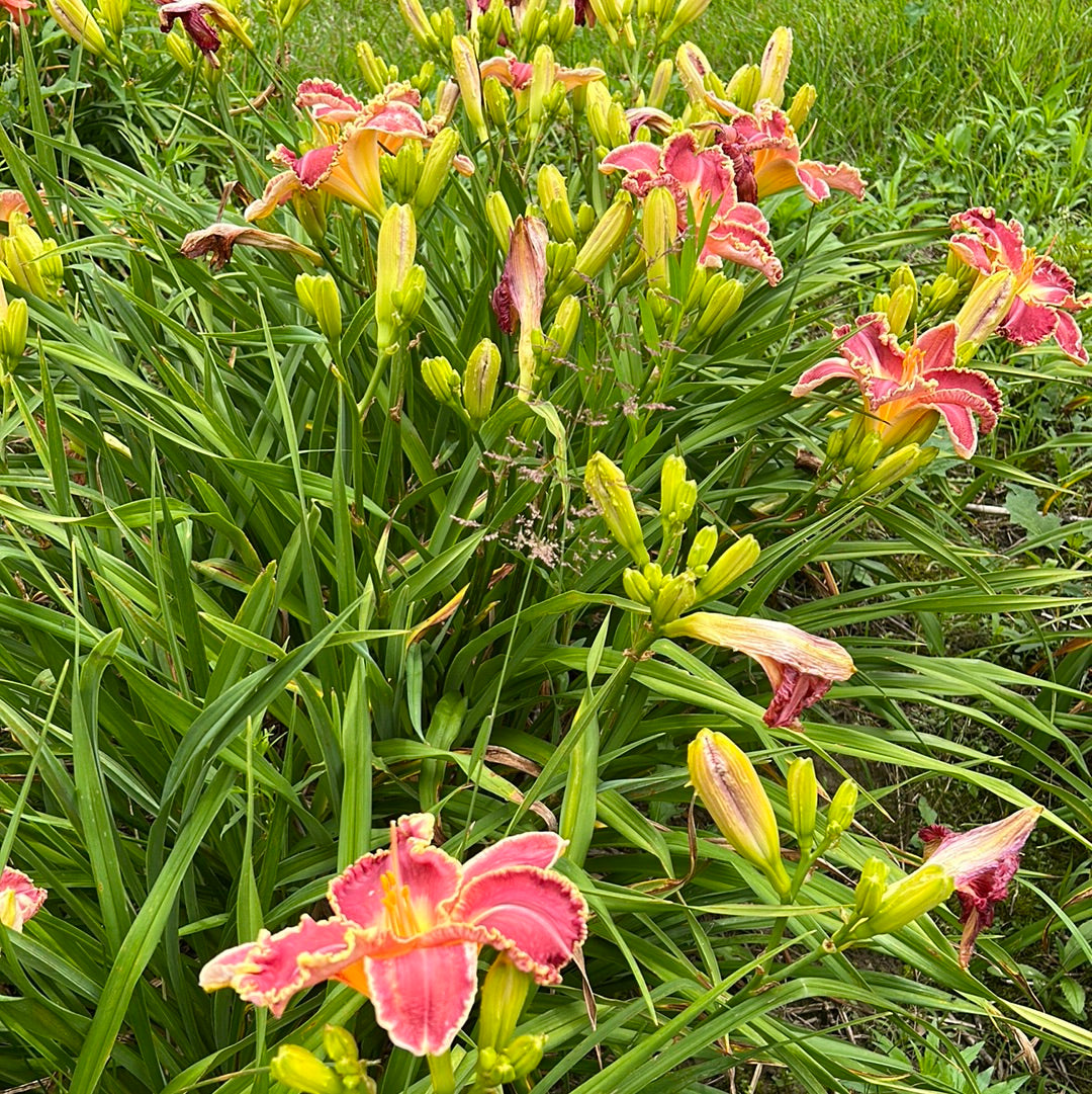 Maxfield Parrish Daylily Perennial Plant