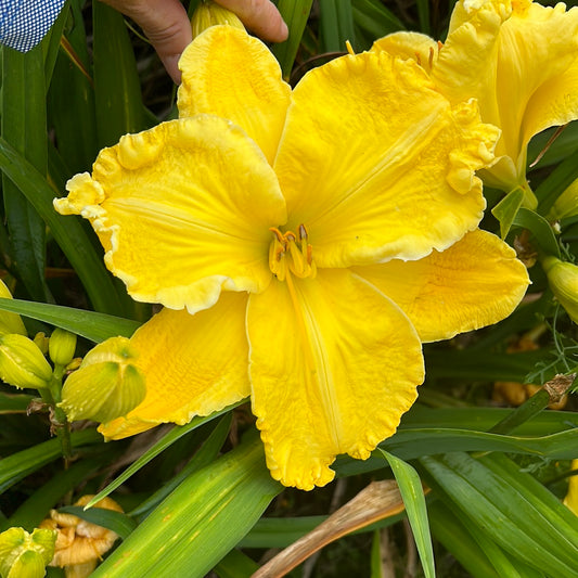 Ram, perennial Daylily