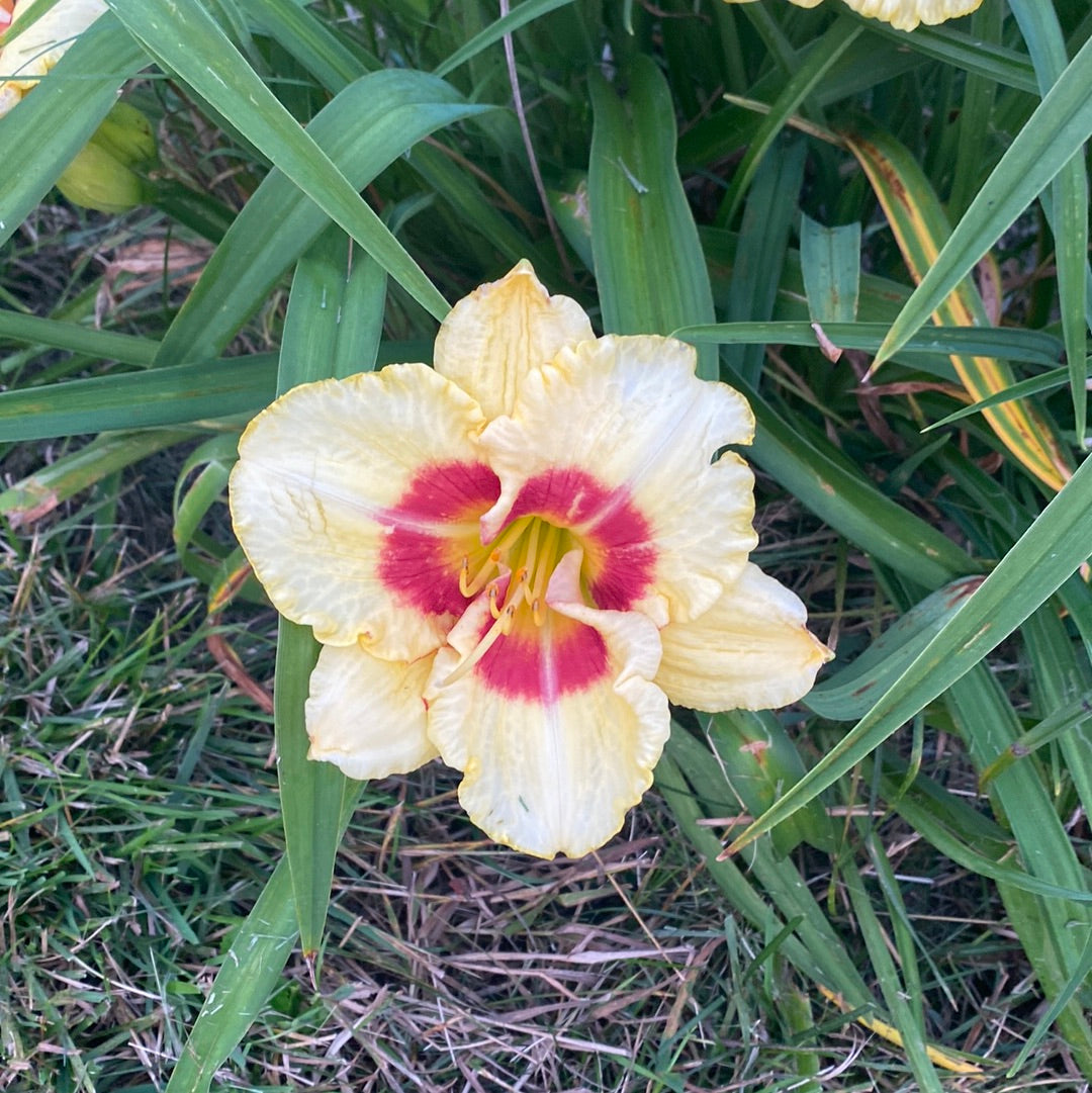 Monterey Jack, perennial Daylily