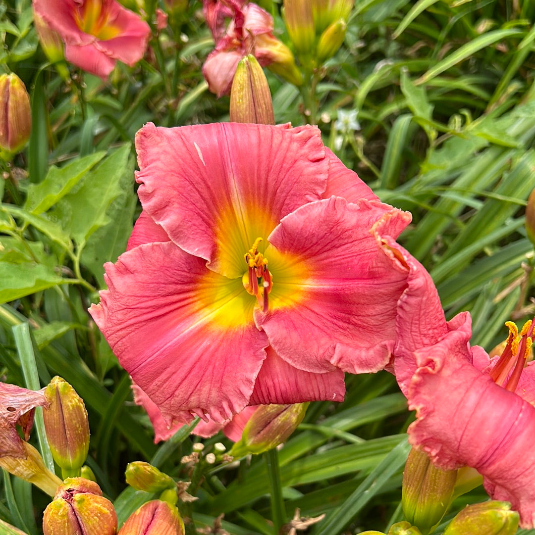 In the Heart of it All daylily Perennial Plant