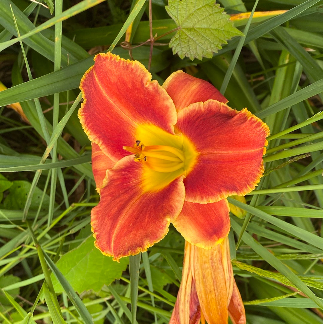 Refiners fire, perennial Daylily