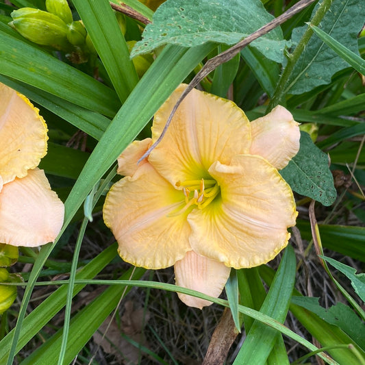 Date with an angel, perennial Daylily