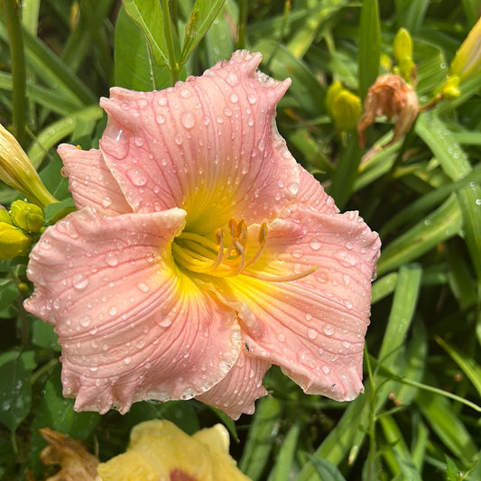 Dreamworld, perennial Daylily