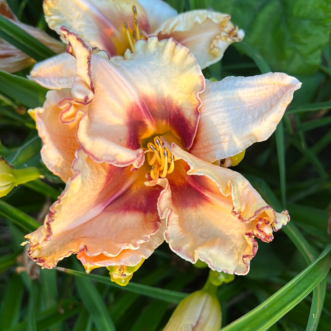 Women at the well, perennial Daylily