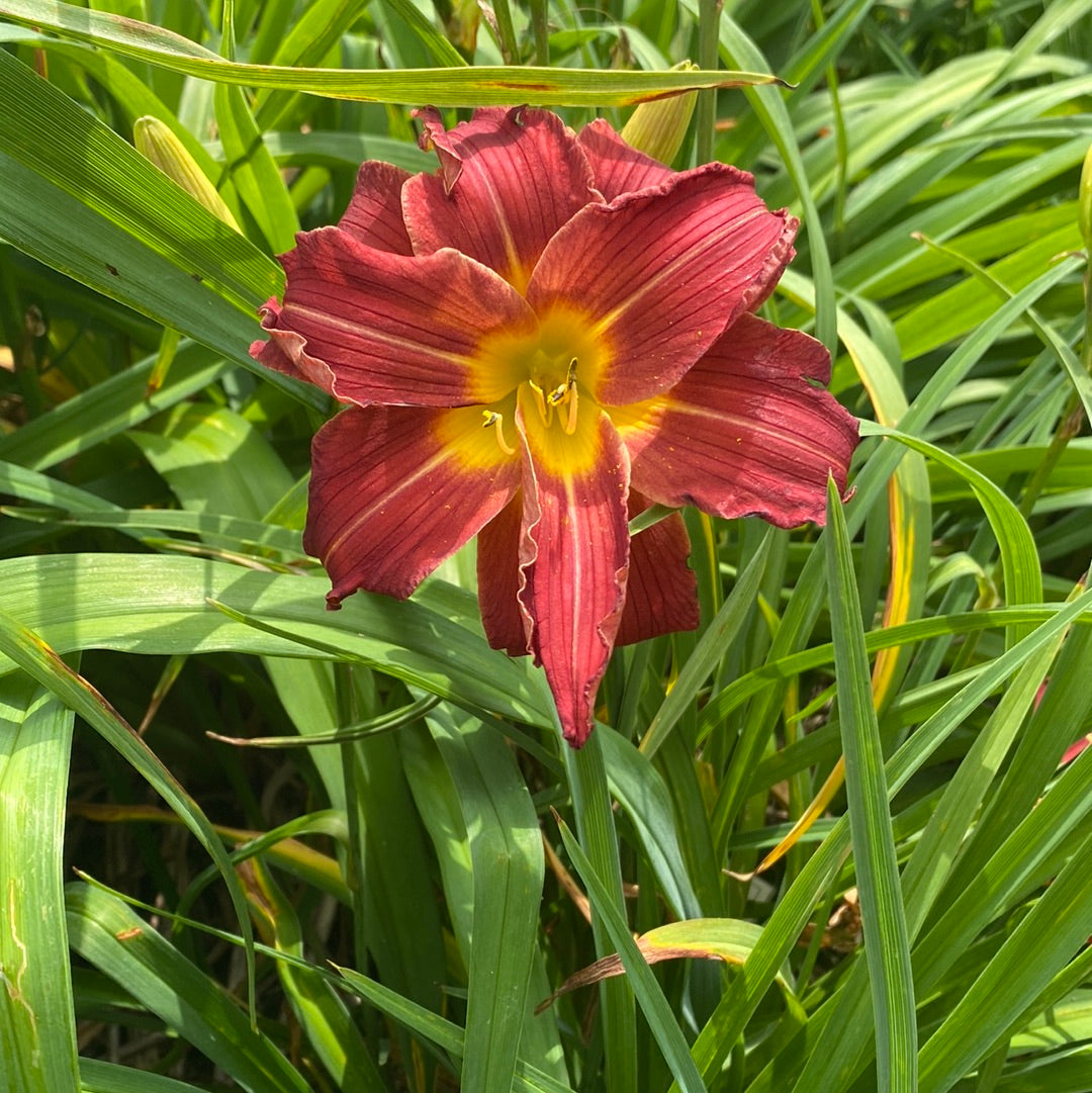 Red velvet cupcake, perennial Daylily