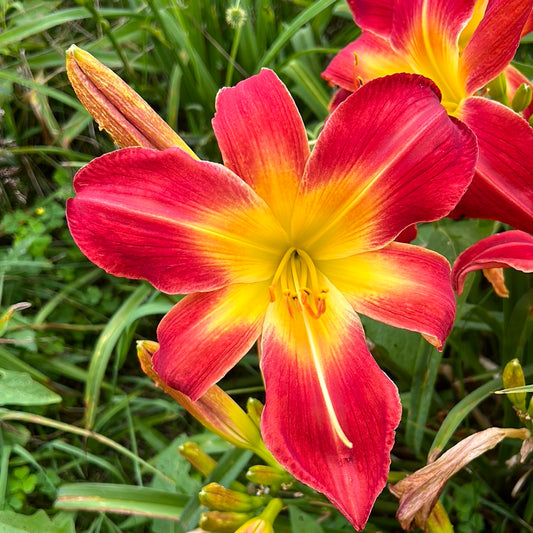 Rocket booster, perennial Daylily