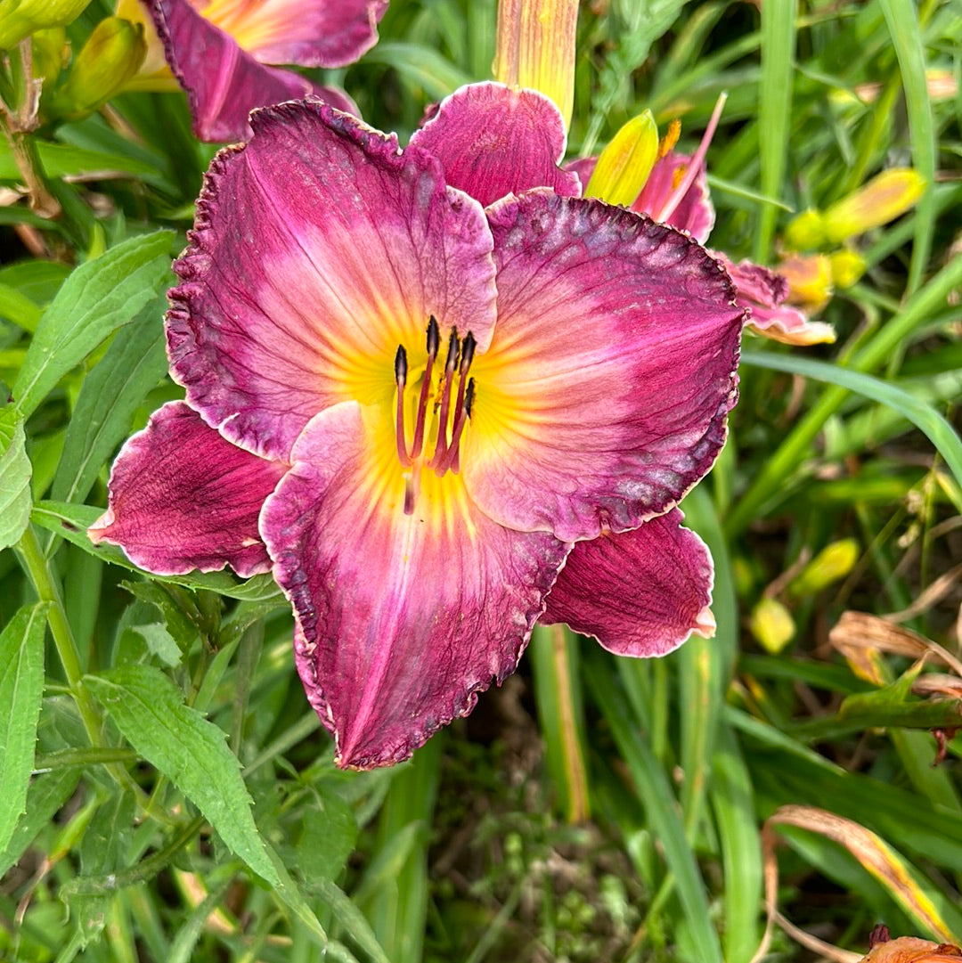 Spartacus adorned, perennial Daylily