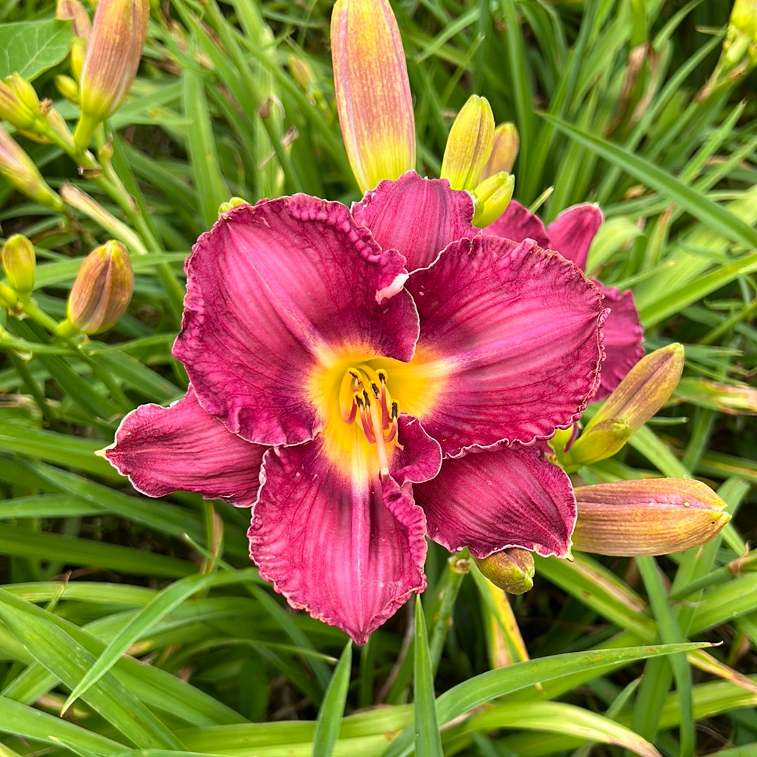 Purple rabbits, perennial Daylily