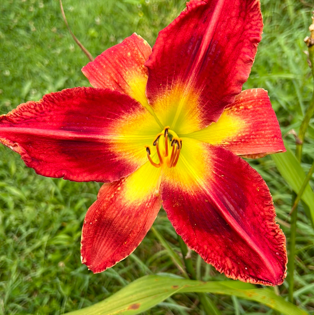 Jordan’s jazz, perennial Daylily