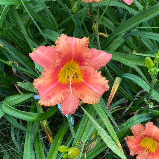 Drums along the Mohawk, perennial Daylily