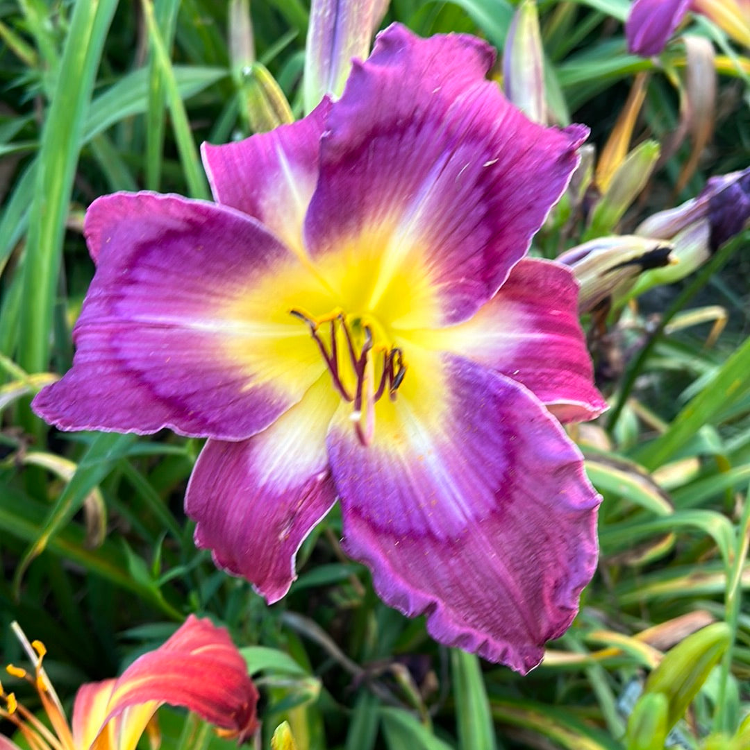 Jerry Hyatt, perennial Daylily