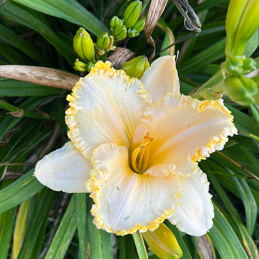 Come out and play, perennial Daylily