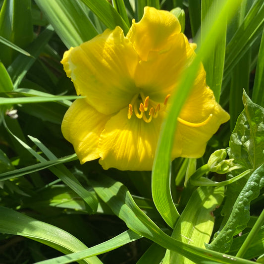 Brookwood Winner's Circle Daylily Perennial Plant