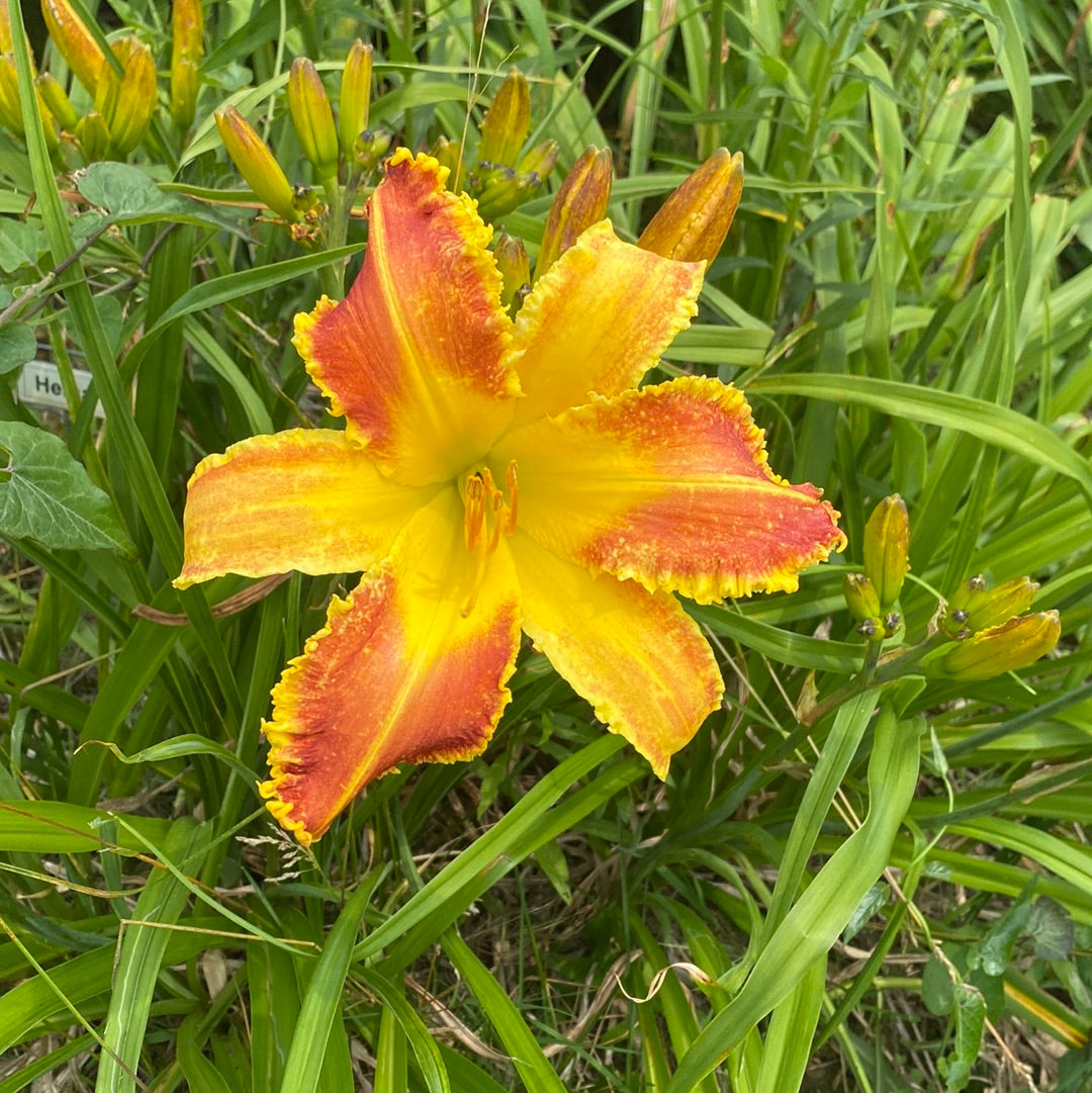 Heman, perennial daylily