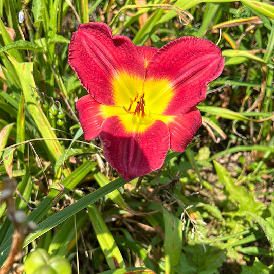 Forsyth white buds, perennial Daylily