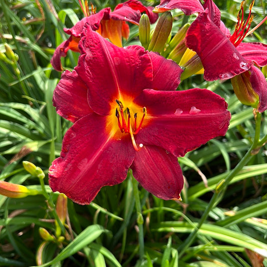 Chicago Ruby, perennial Daylily