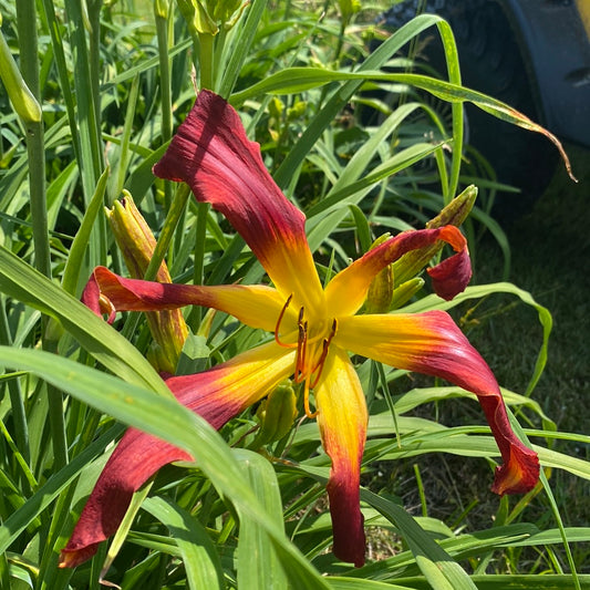 Wild Wookie, Perennial Daylily