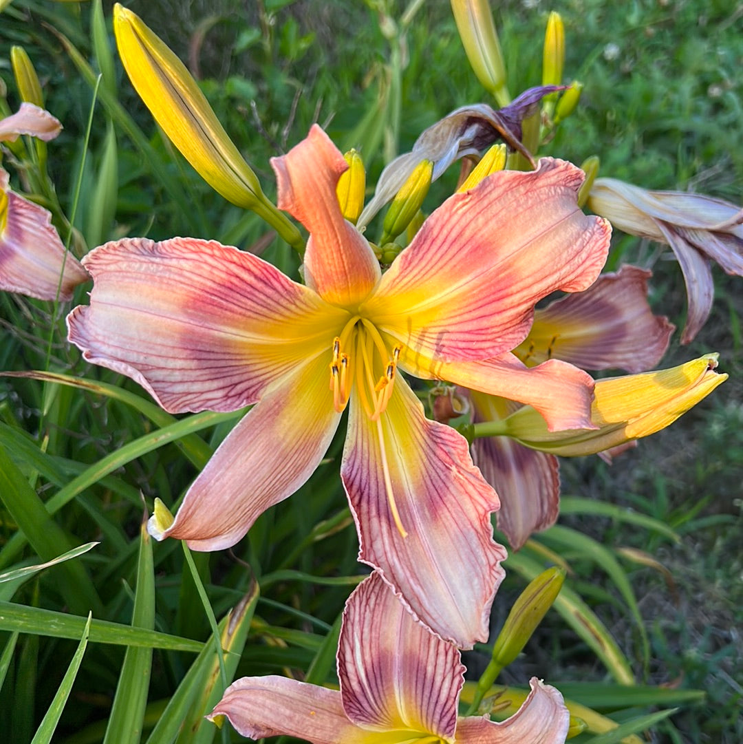 Joseph’s coat, perennial Daylily