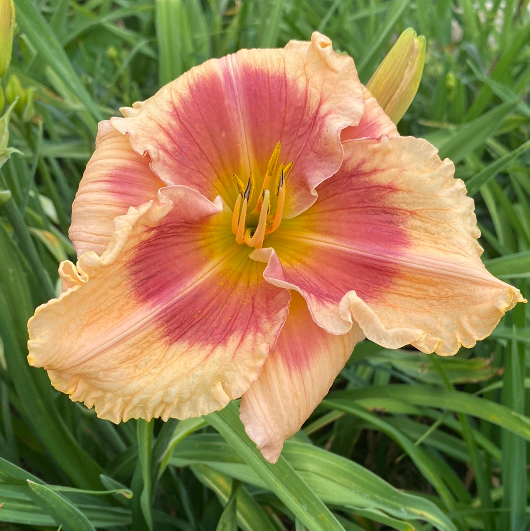 Flamboyant Eyes Daylily Perennial Plant