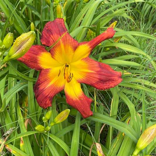 Wispy rays, perennial Daylily