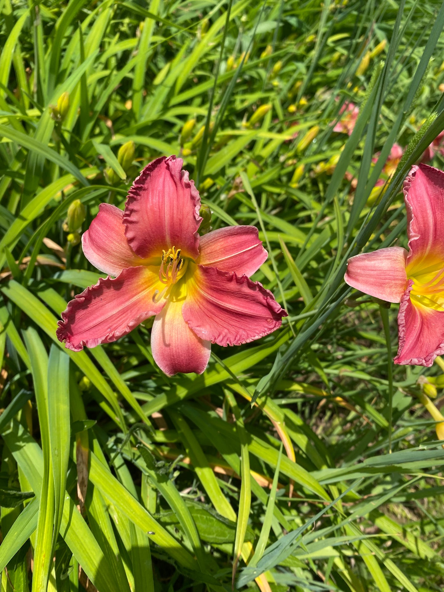 Early Bird Cardinal Perennial Daylily