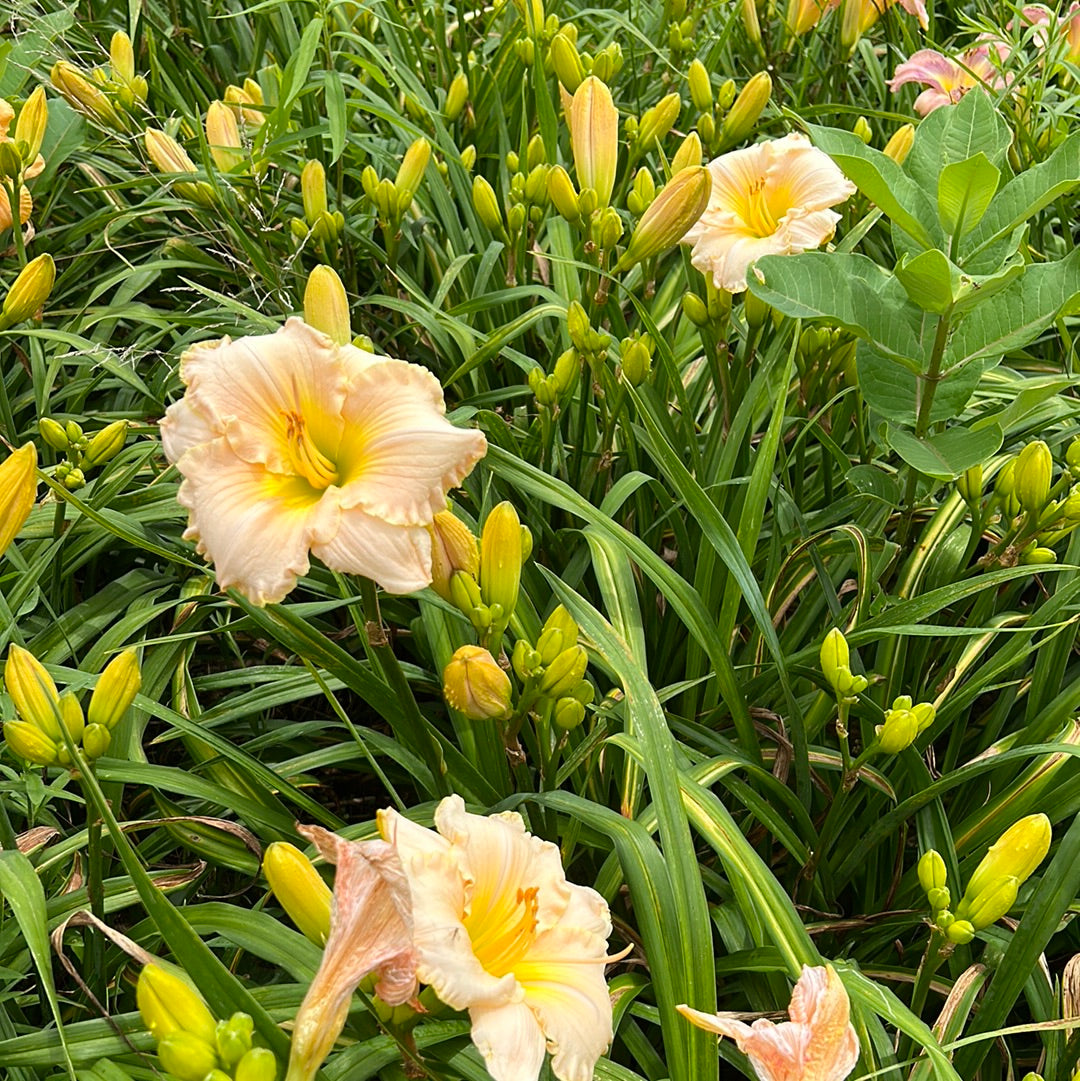 Taos, perennial Daylily