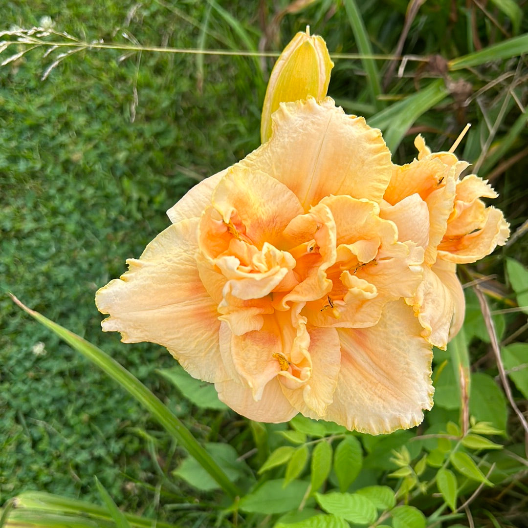 Powder Puff truffle, perennial Daylily