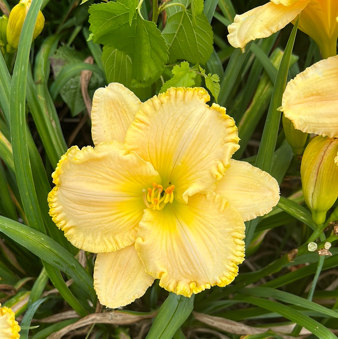 Larry Grace, perennial Daylily