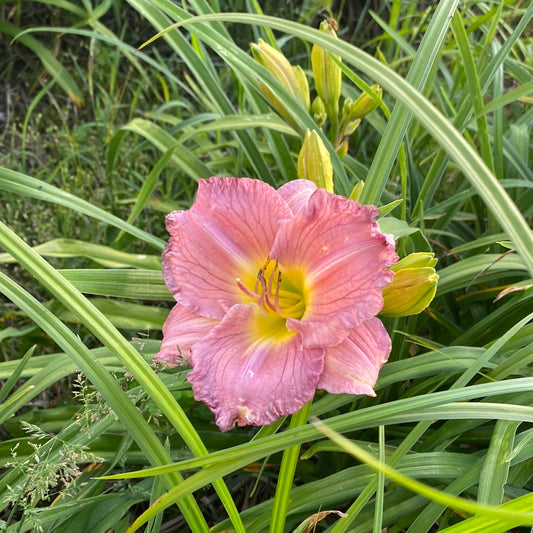 Lavender Stardust, perennial Daylily