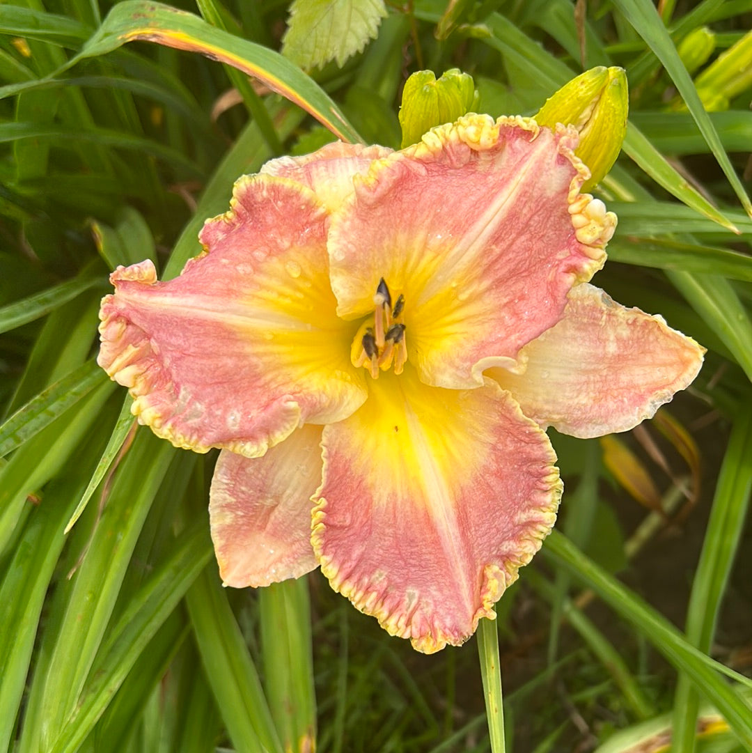 Hollywood lights, perennial Daylily