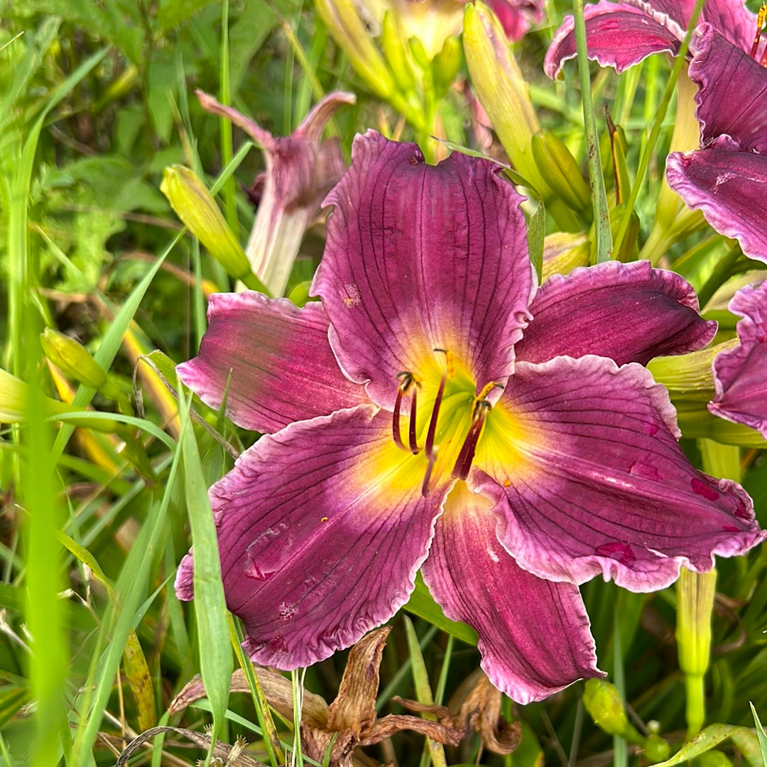 Indian giver, perennial Daylily