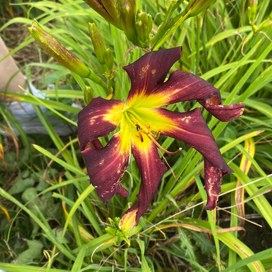 Brer rabbit baby, perennial Daylily