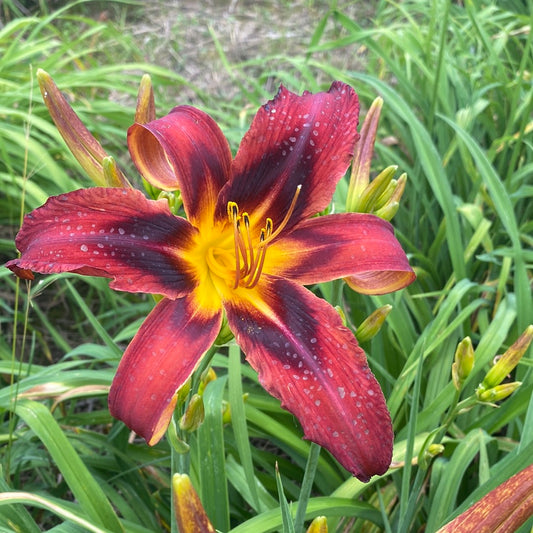 Perennial Daylily, unknown