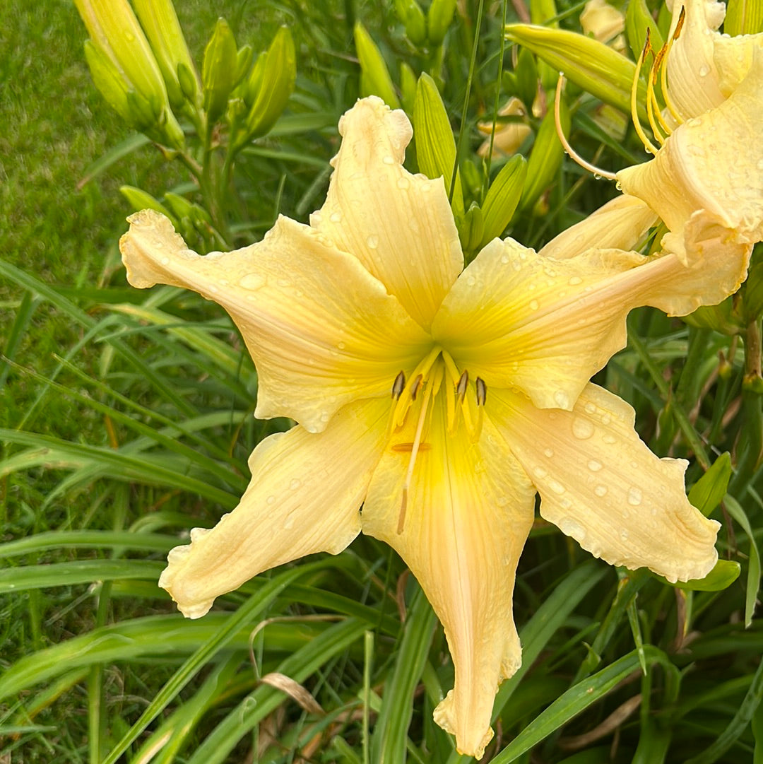 Mr. Obvious Daylily Perennial Plant