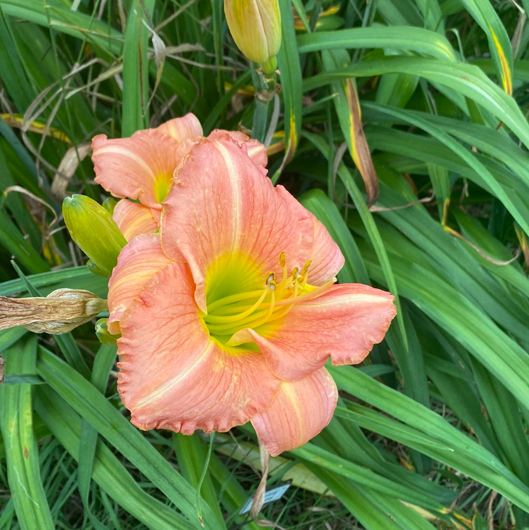 Heavenly Harmony Daylily Perennial Plant