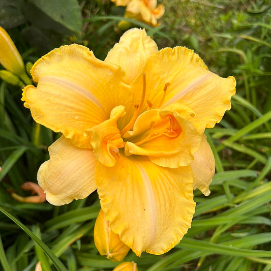 Alexander’s Ragtime band, perennial Daylily