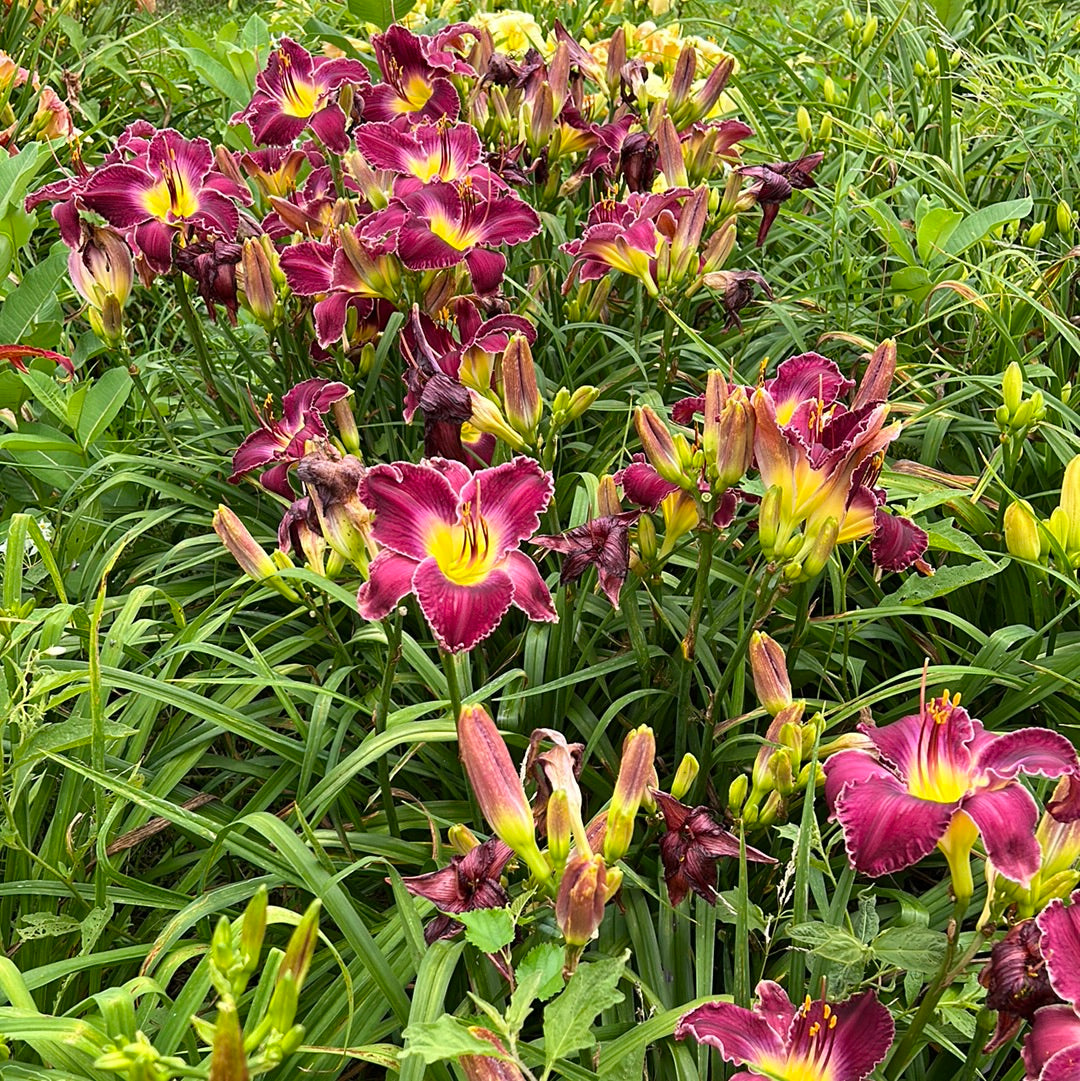 Shaka Zulu, perennial Daylily