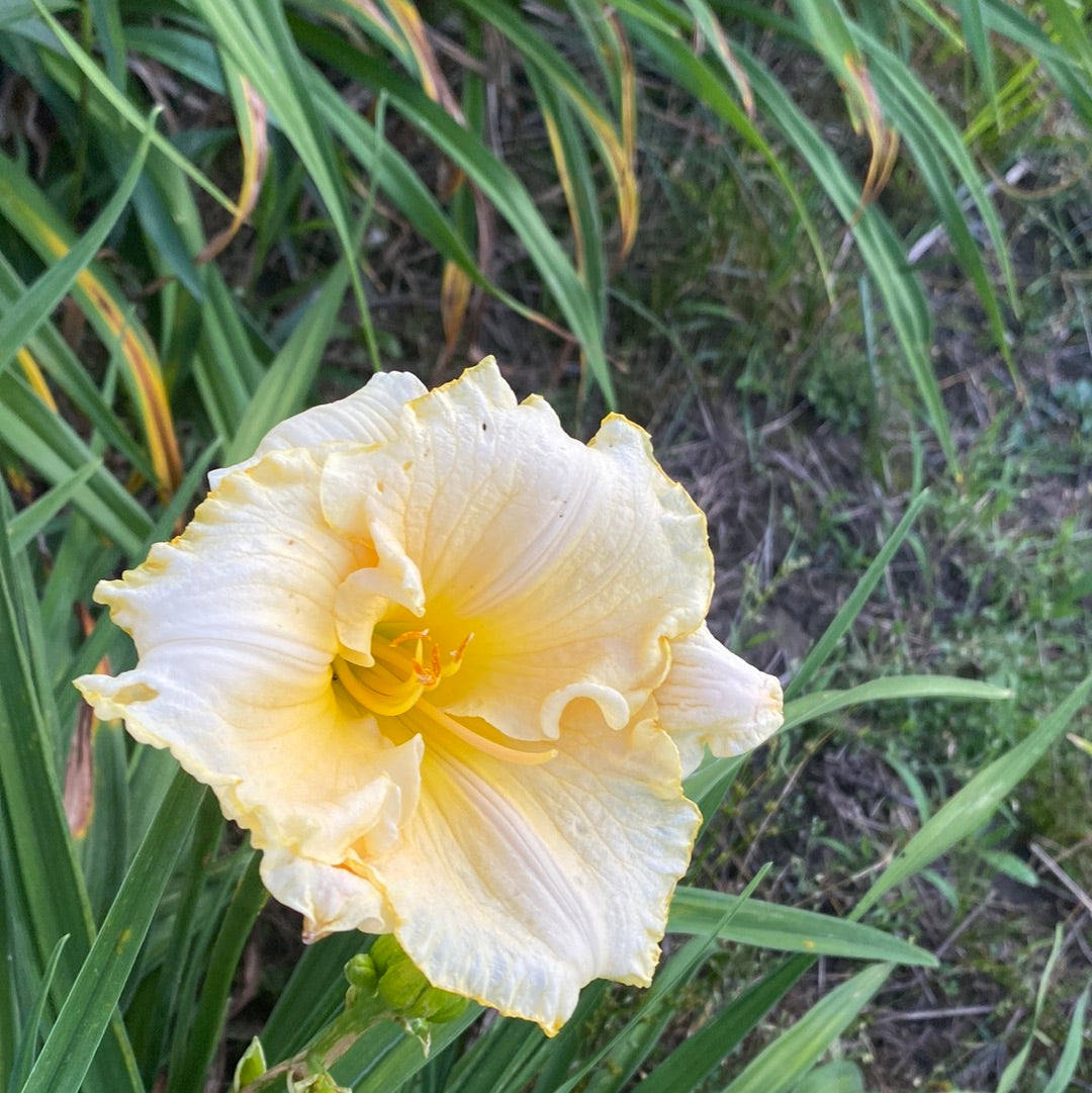 Starlight Serenade, perennial Daylily