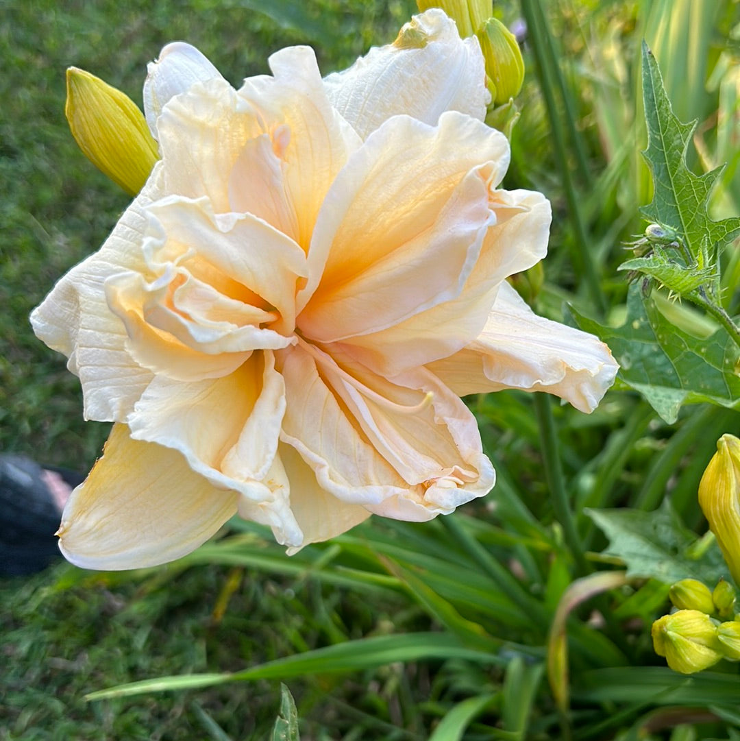 Vanilla fluff, perennial Daylily