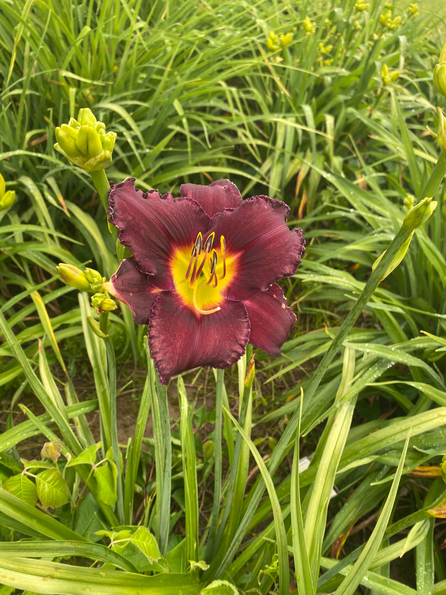 Cosmic Sensation, perennial Daylily