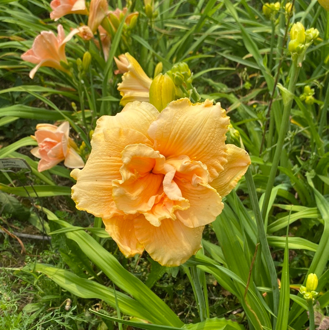 Doctor Charles Molano, perennial Daylily