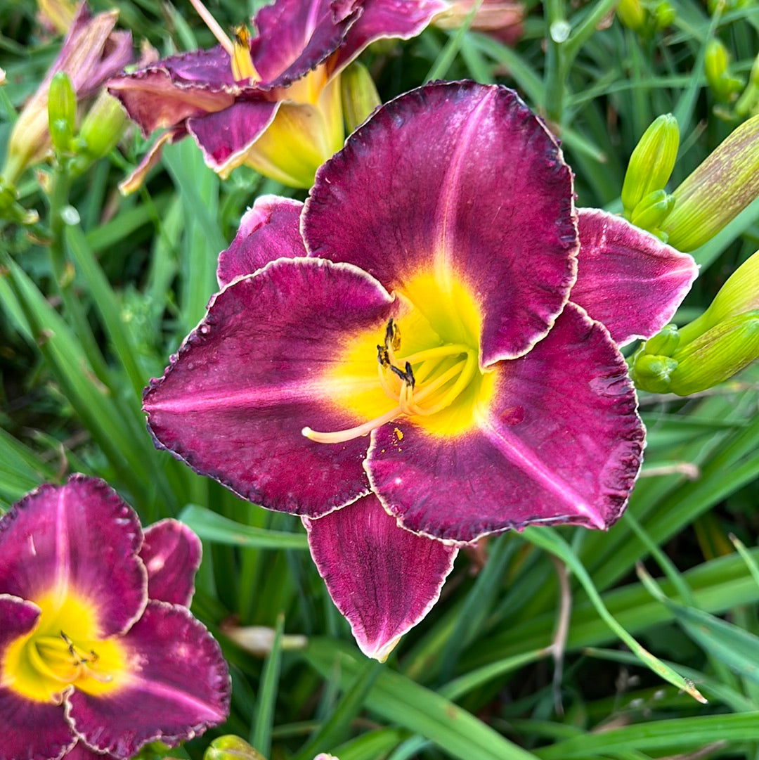 Thunder and lightning, perennial Daylily