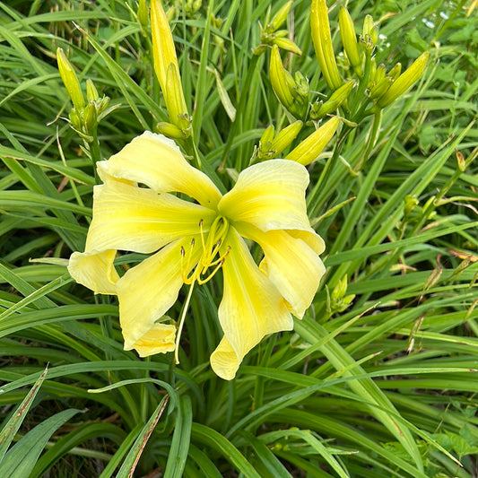 Taco twister, perennial Daylily