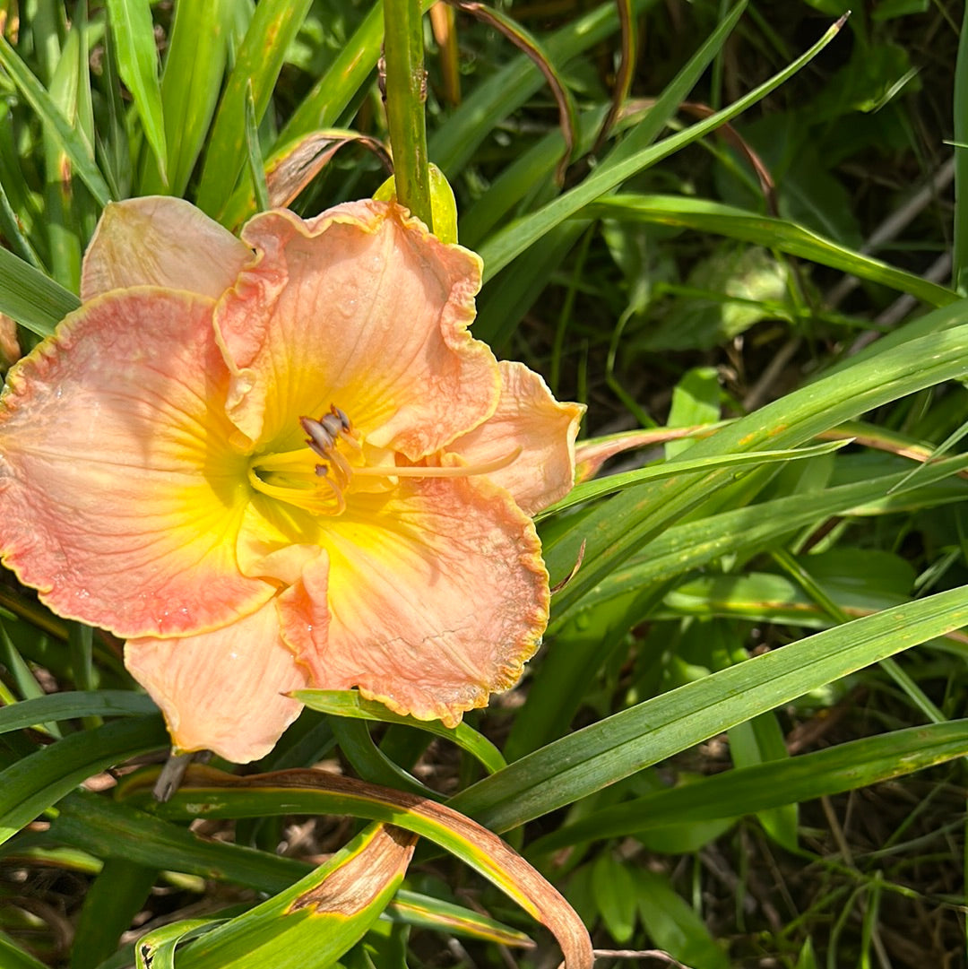 Wren’s Song, perennial Daylily