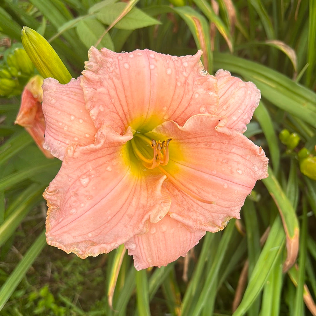 Patricia splendor, perennial Daylily