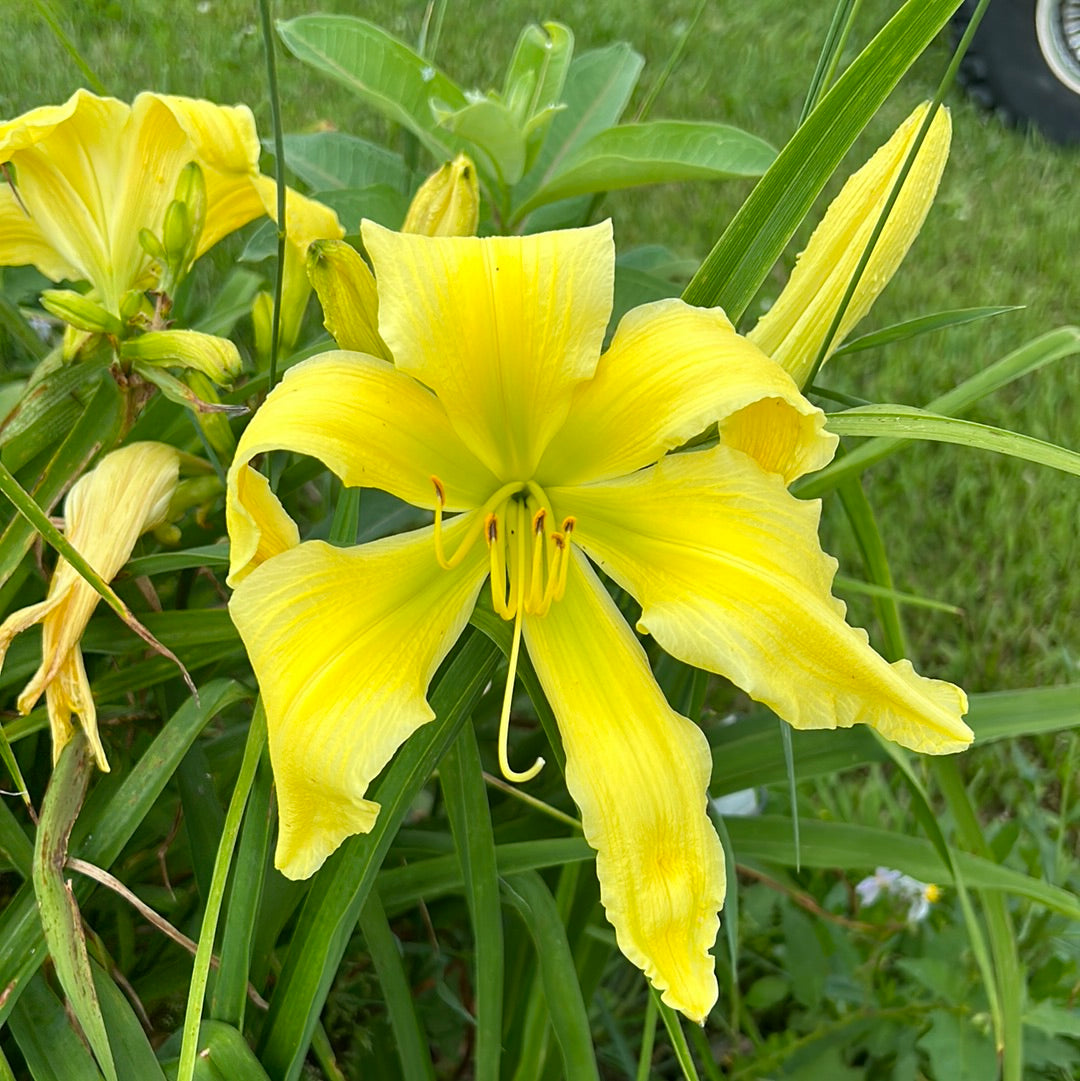 Spider miracle, perennial Daylily