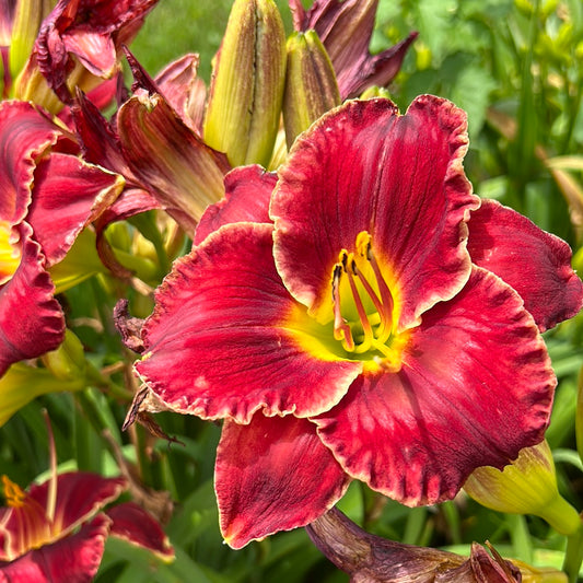 Sultry summer, perennial Daylily