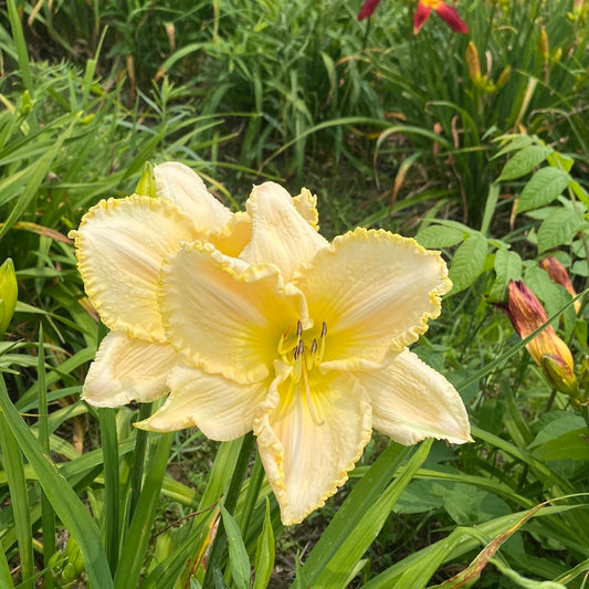 Mal, perennial Daylily