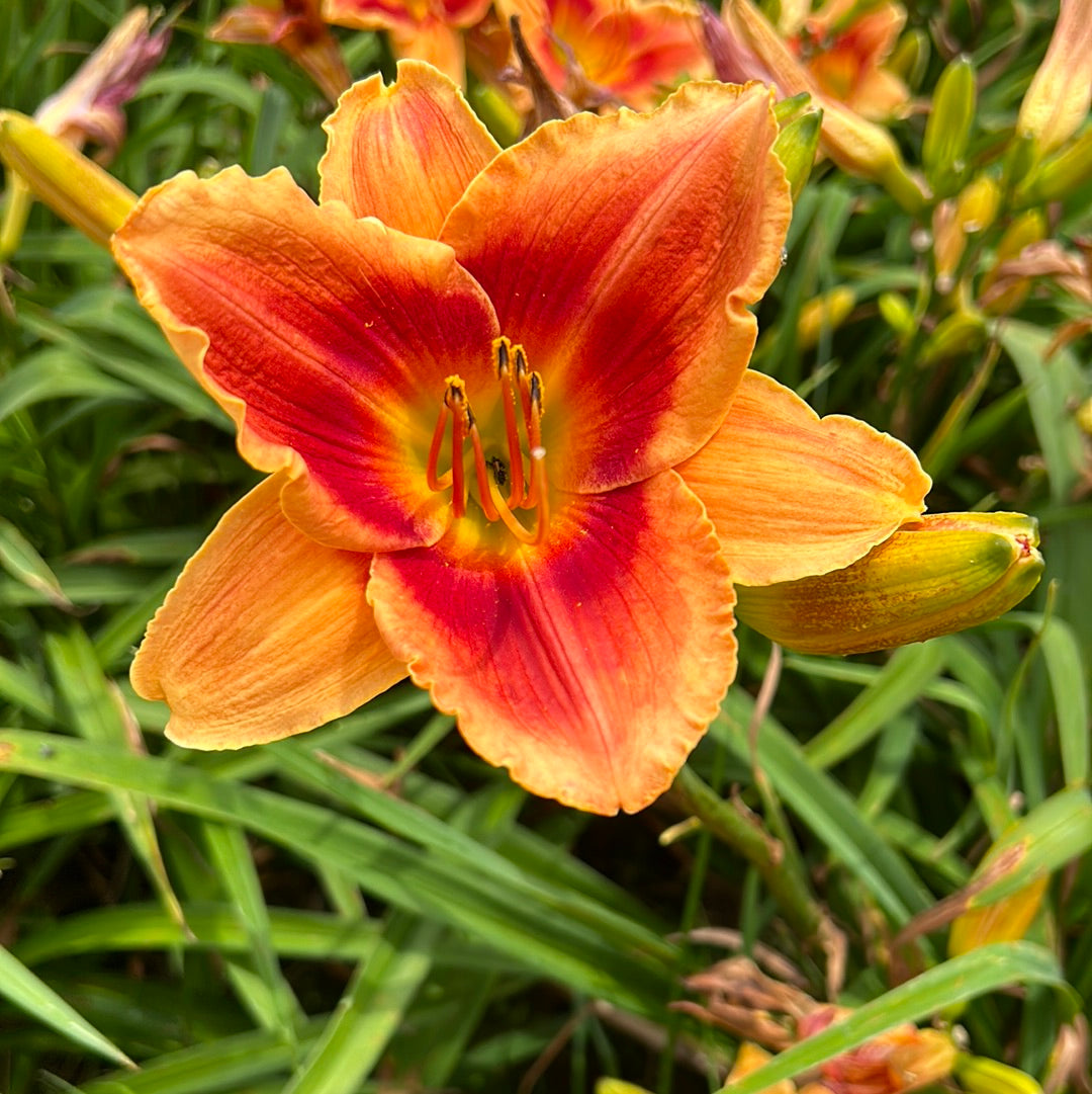 Avante Garde, perennial Daylily